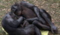 Researchers stunned by apes exhibiting human-like behaviour during child birth