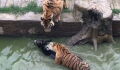 The circle of life: Donkey gets mauled by tigers at a Chinese zoo