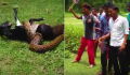 When An Enormous Python Attacked A Baby Goat, These Villagers Stepped In