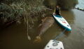 This giant tuna was discovered by kayakers on River Severn
