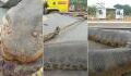 Brazilian residents were shocked to discover this 7m long anaconda