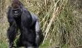 Photograph Captures the World’s Rarest Great Ape