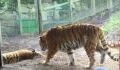 This video is proof you should never wake up a sleeping tiger