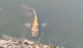 This Chinese fish with a ‘human face’ has been terrifying web users (VIDEO)