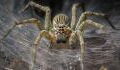 Scientists say spiders could eradicate humans from Earth within a year