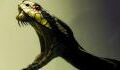 The secret behind the evolution of snake venom has finally been revealed