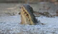 These alligators have come up with an ingenious strategy to survive the cold