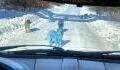 Blue dogs have been spotted in the wild near a Russian chemical plant