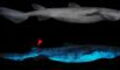 A new species of sharks that glow in the dark has just been discovered