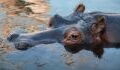 A driver was violently attacked by a hippopotamus in South Africa