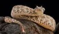 This Iranian viper catches its prey by pretending to be... a spider!