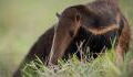 Giant anteaters are far more dangerous than you might think