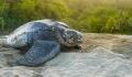 Nine leatherback turtles, an endangered species, have been born in Ecuador