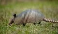 Meet the armadillo, an animal with an oversized penis