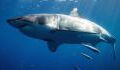 The Giant 17-foot great white shark crossing the Atlantic is making its way to the UK