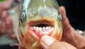 Meet the pacu fish dubbed as the 'ball-cutter' fish