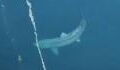 TikTok video of a gigantic shark thought to be extinct goes viral