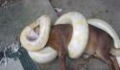 A python was about to make a meal out of this dog