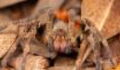 The world's most dangerous spider was hiding insider their groceries
