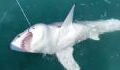 Fishermen catch a great white shark just one mile off the coast