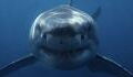 Great white shark attacks surfer less than 100 metres from the coast