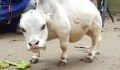 This is the world’s tiniest cow and she’s just 20 inches tall