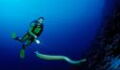 The poisonous sea snakes looking to mate with scuba divers