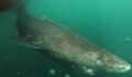 This 400-year-old shark is the oldest vertebrate on Earth