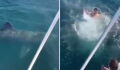 Drunken man throws himself at a massive shark from his boat