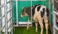 Cows undergo potty-training to help reduce urine pollution