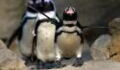 Swarm of bees kills 63 endangered penguins in South Africa