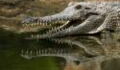 Girl, 8, killed by crocodile while swimming in a river