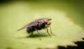 Worst plague of fleas to hit the UK this autumn