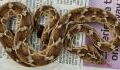 Deadly snake found in the UK
