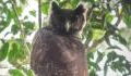 Giant owl not seen for 150 years, spotted in the wild