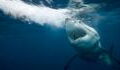 5-meter white shark devours diving instructor in Australia