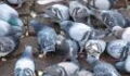 Man fined £1K for disturbing neighbours with his pet pigeons