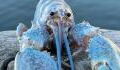 Fisherman catches one in a 100 million ‘cotton-candy’ lobster