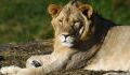 The king without a kingdom: Lion population halved since release of ‘The Lion King’