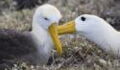 Climate change blamed for spike in ‘divorce’ rate among albatrosses