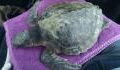 Rare, endangered sea turtle washes up on Welsh beach