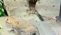Check Out This Amazing Video Of A Dog's Miraculous Escape From A Hungry Leopard