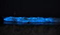 Mysterious Bioluminescent Waves Light Up Southern California Beaches (VIDEO)
