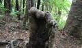 A strange organism is keeping this ‘zombie tree’ in New Zealand alive