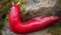 These pink slugs in Australia are the miraculous survivors of the bush fires