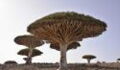 The Dragon's Blood tree is one of the strangest trees in the world