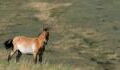 Przewalski's Horse: The endangered species thriving in the Chernobyl exclusion sone