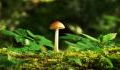 This magic mushroom compound could treat depression