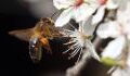 Scientists have taught bees to identify a case of COVID-19 in seconds