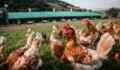 North Wales: Bird flu confirmed in poultry and wild birds